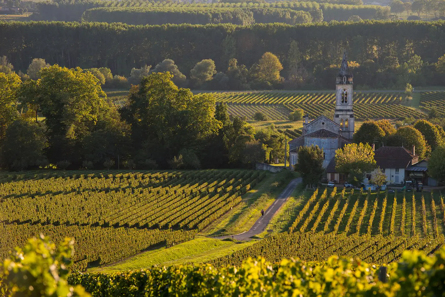 vineyard.webp