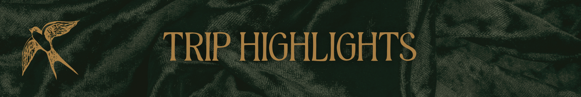 Copy of Copy of Ivory Modern Minimalistic Signature Newsletter Email Header (4).png