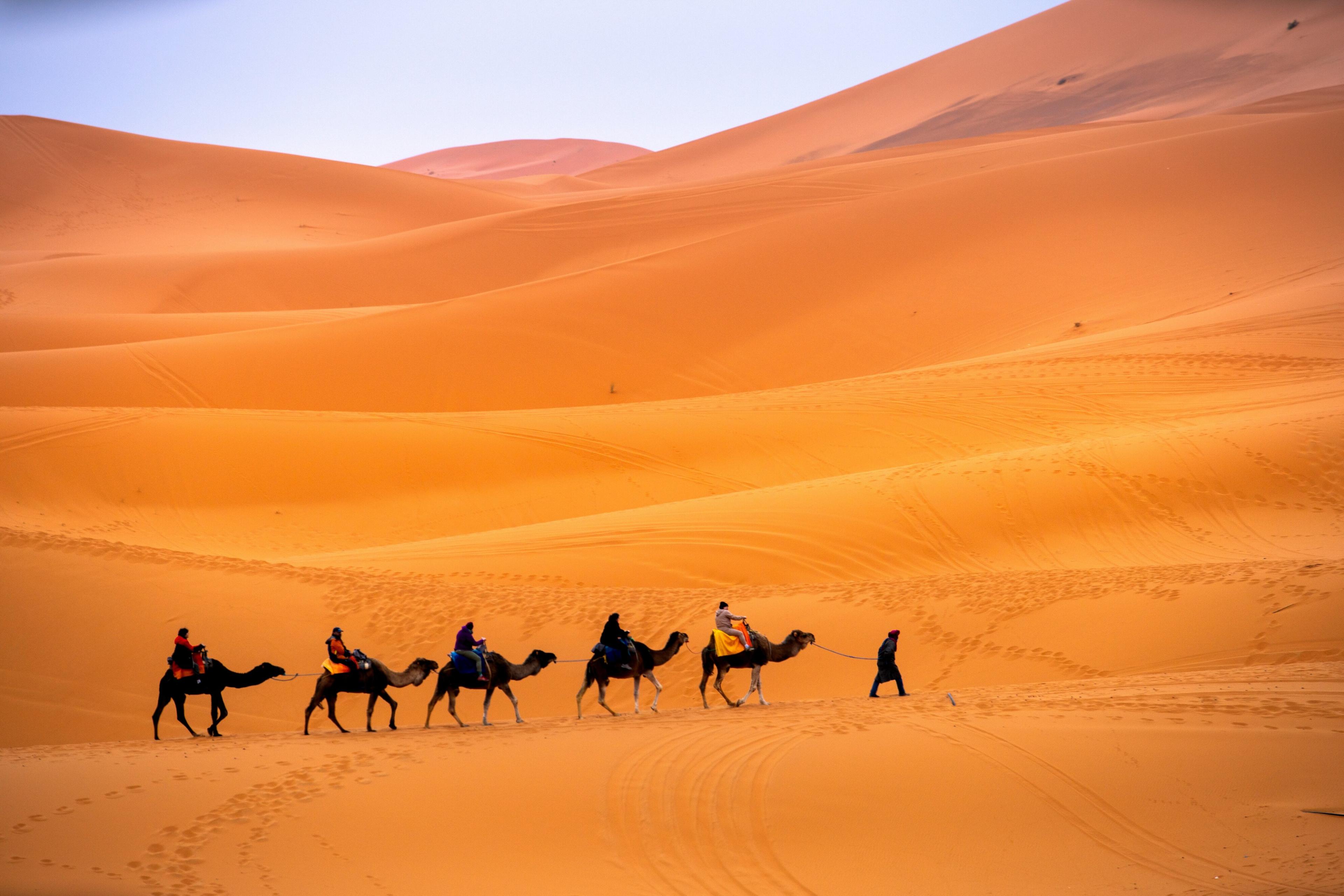 camel-riding-sem-hero.jpg