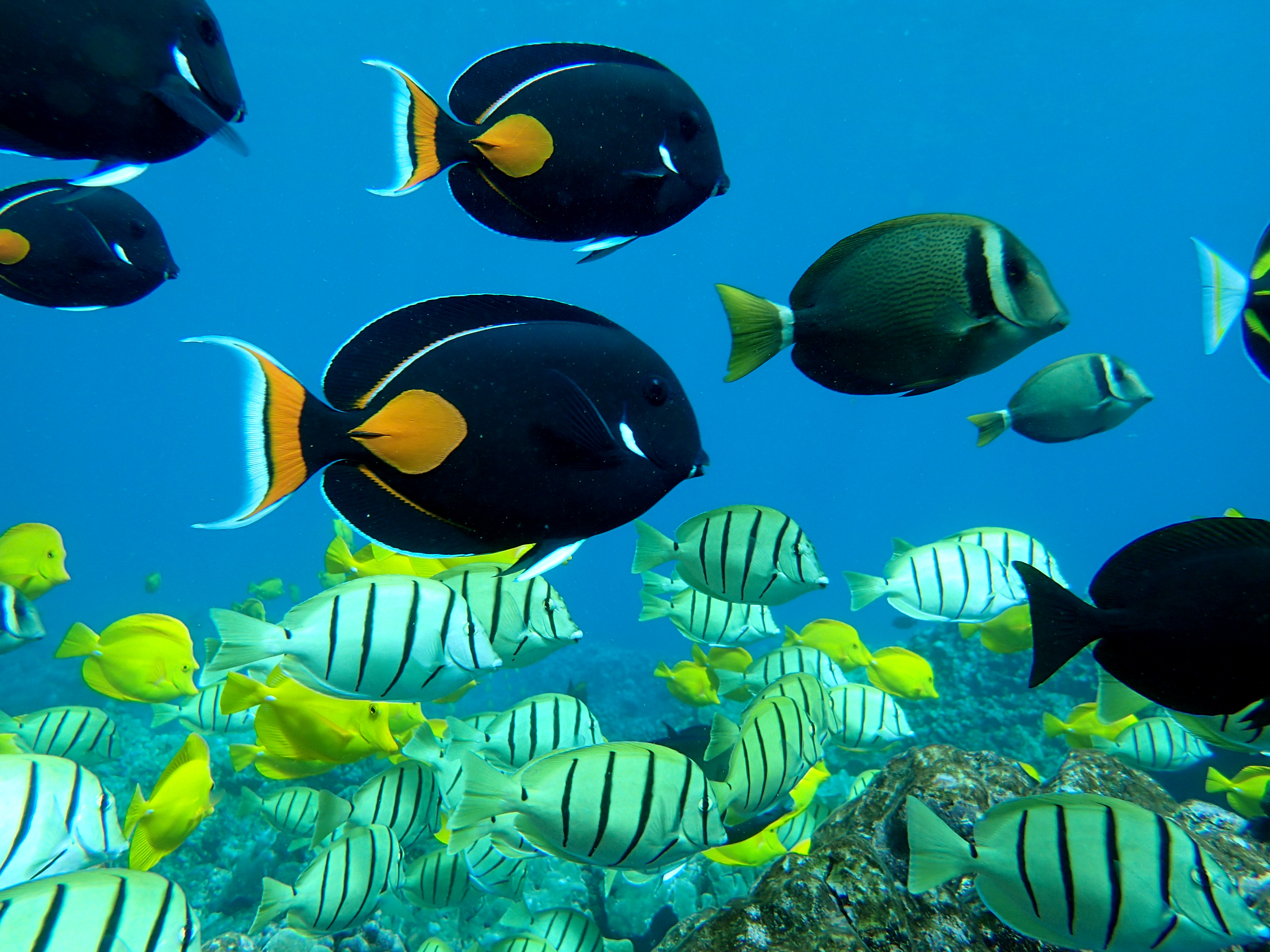 Underwater fish in Hawaii.jpg