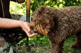 Truffle weekend in Grignan near ...