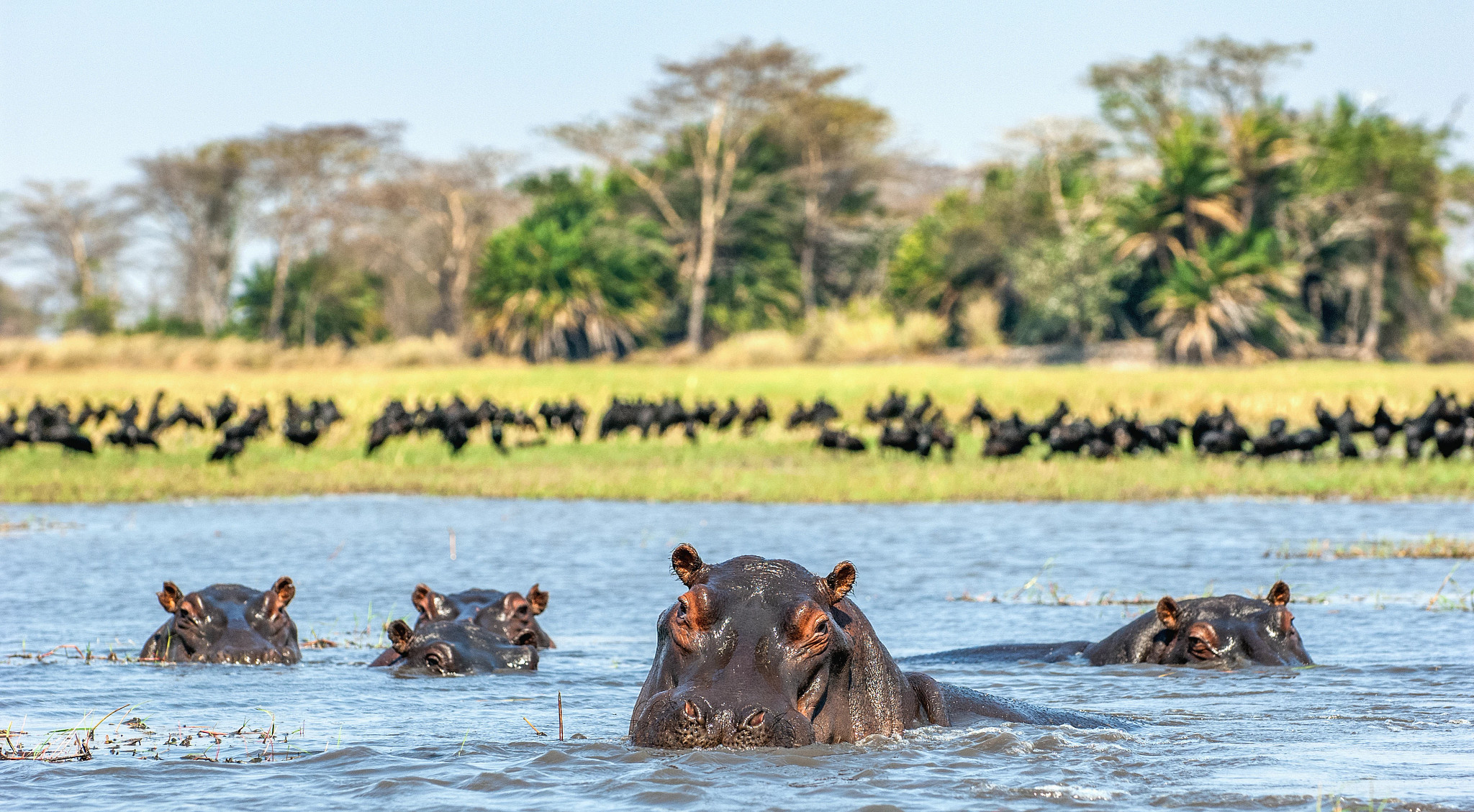 hippos_wildlife_Africa_shutterstock_1005963949.jpg