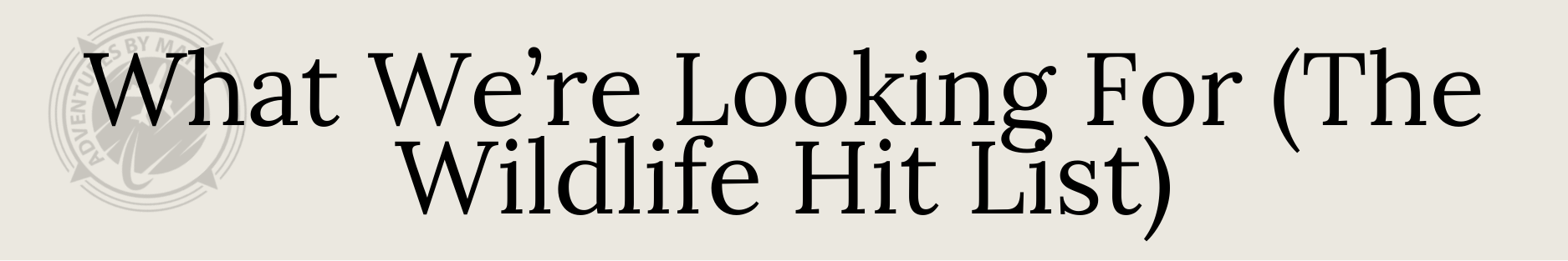 Copy of Ivory Modern Minimalistic Signature Newsletter Email Header (11).png