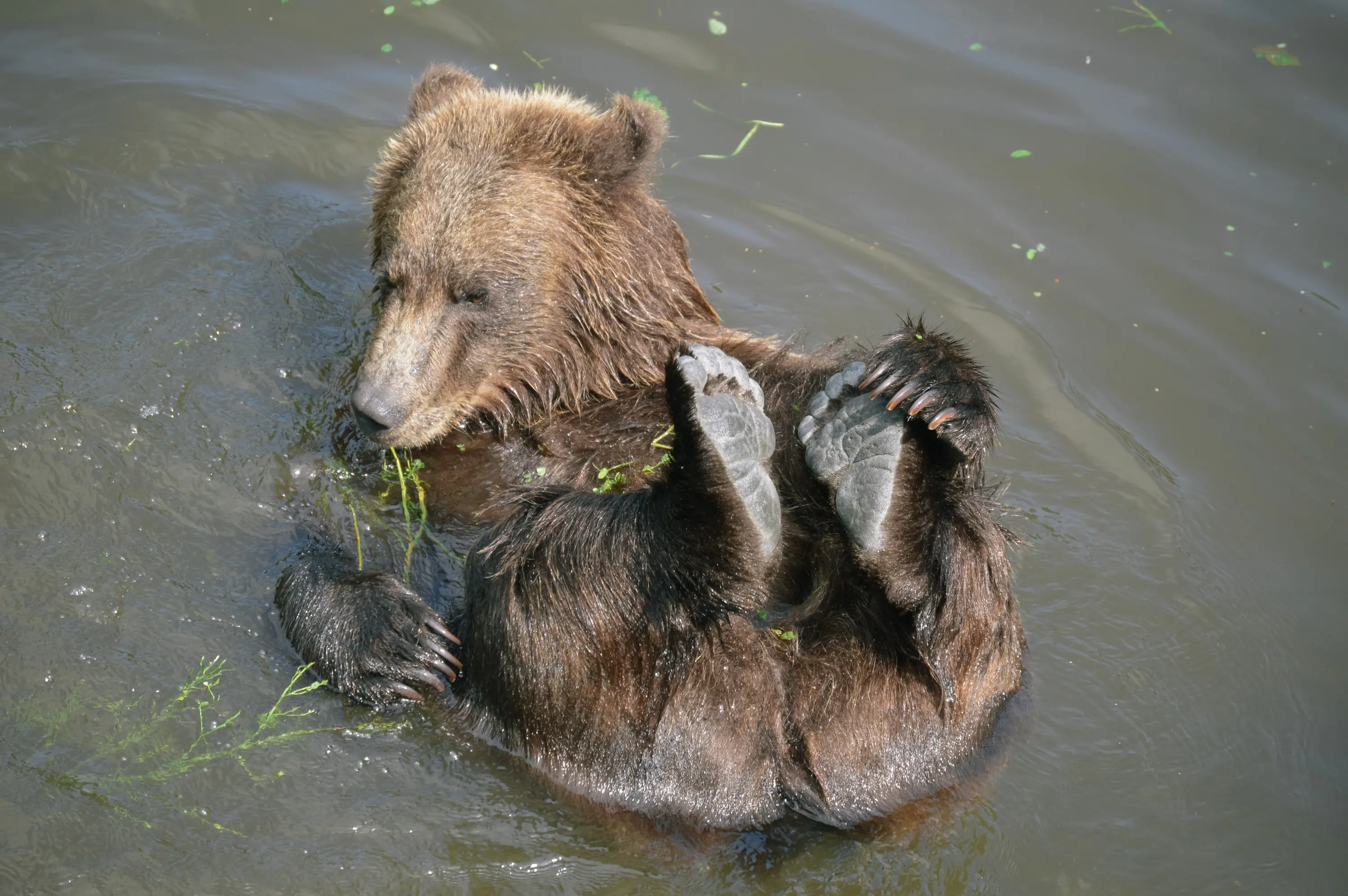 AZA_Alaska_BearSanctuary_20190804_DSC_0224.webp