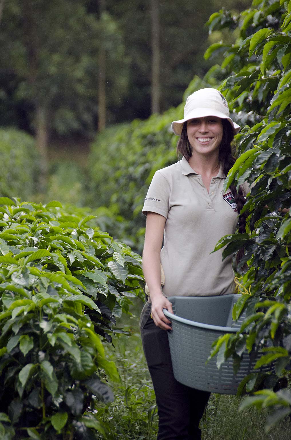 central-valley-coffee-plantation_02_p.jpg