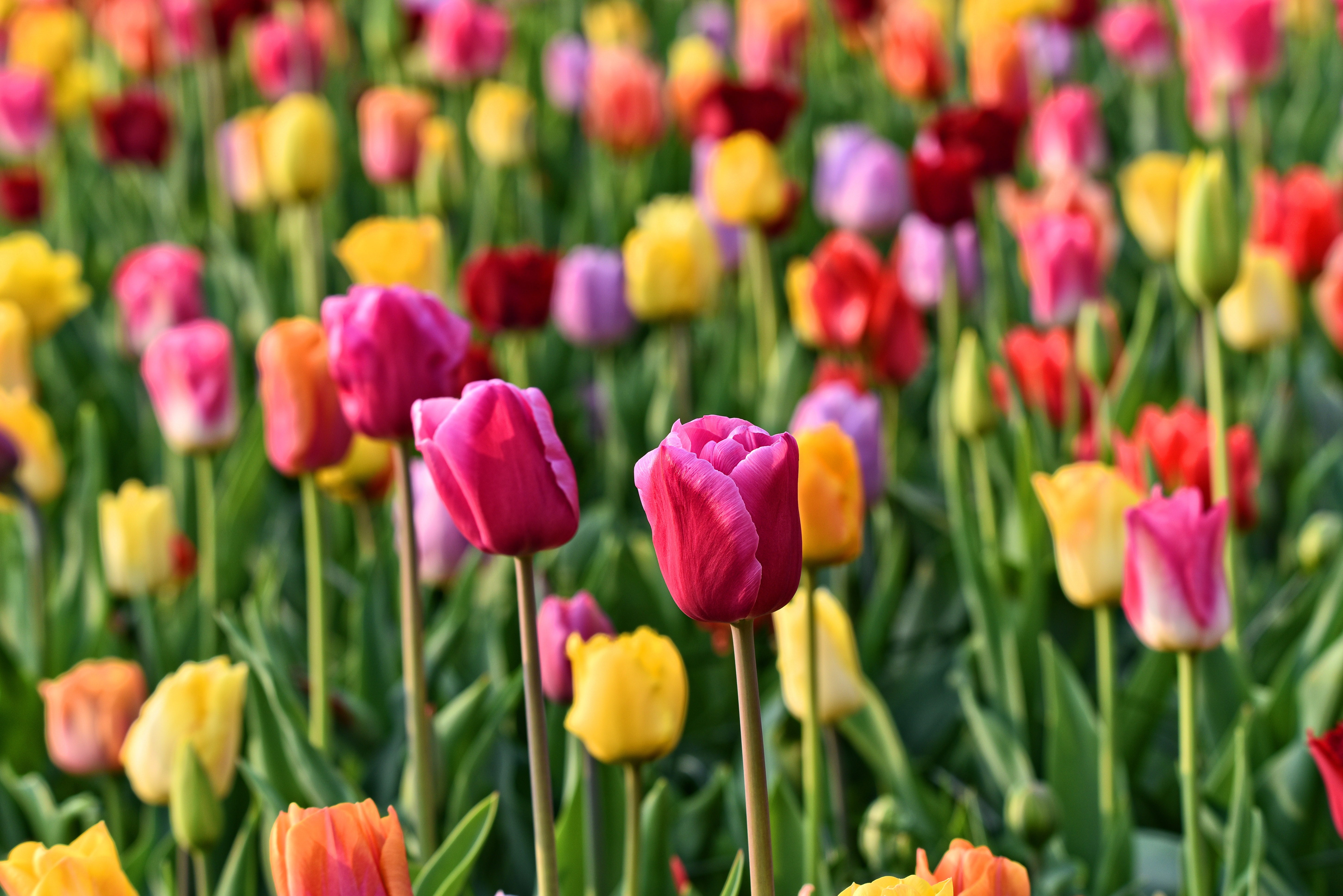 mabelamber-tulip-3345355.jpg