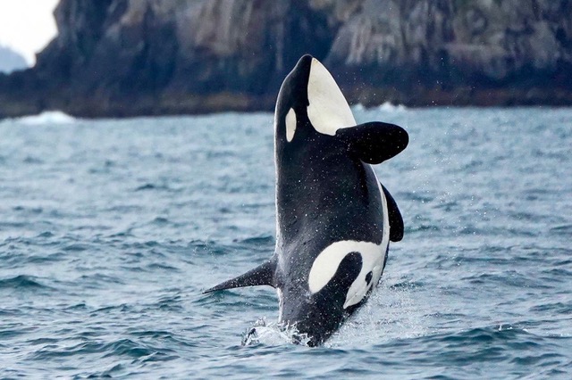 Alaska Orca.jpeg