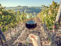 9 amazing Avignon wine tours to try ...