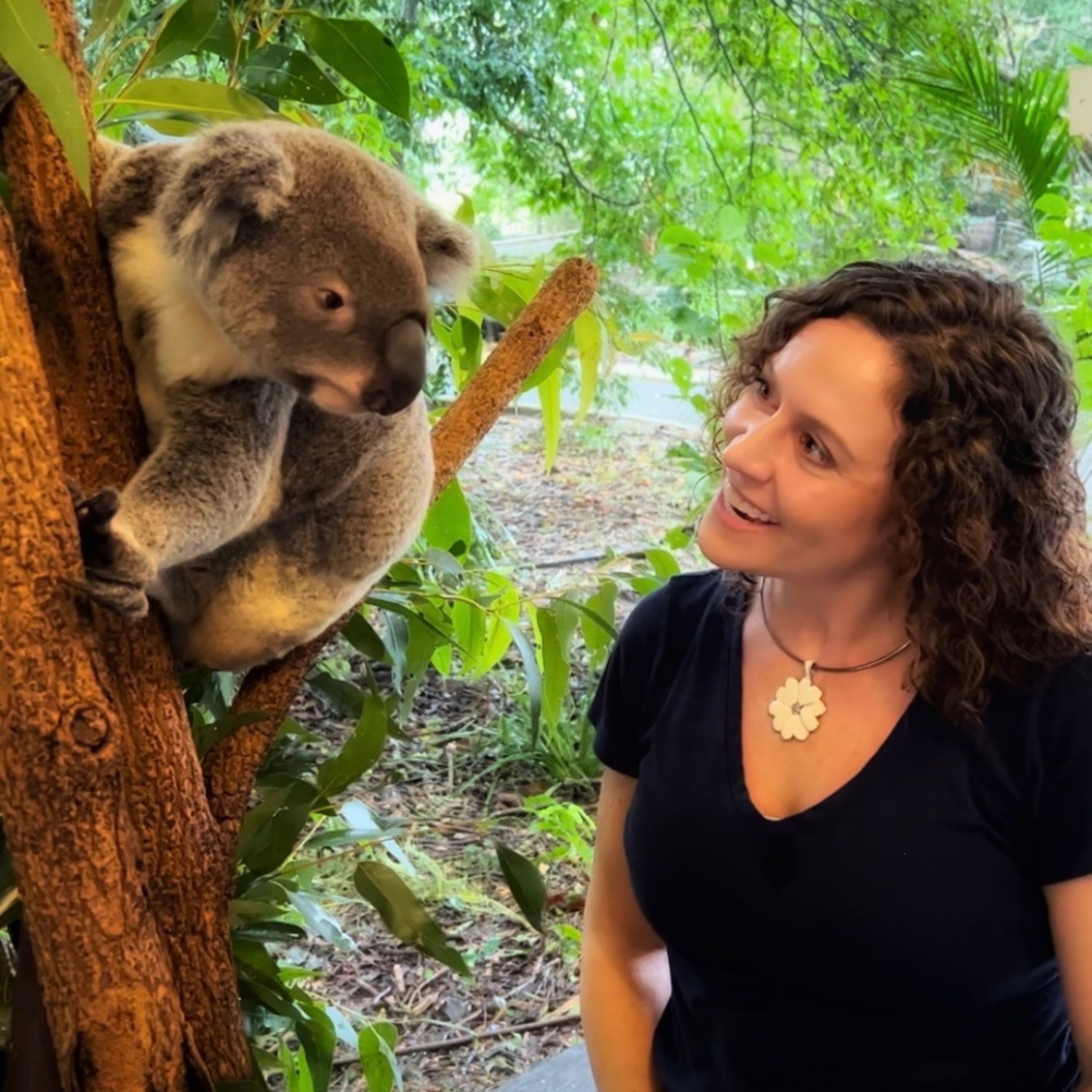 Koala.jpg