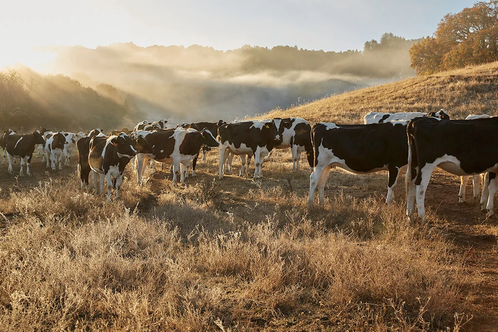 Marin French Cows.webp